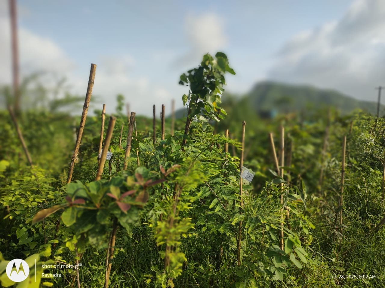 ๐ฑ Sasya Shyamala Bharati โ Urban Forest Program Image 3